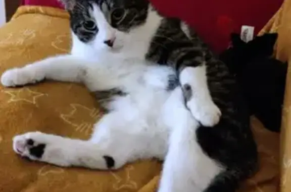 Animaux perdus Brunoy, photo: Chat tigré Rocket perdu à Brunoy