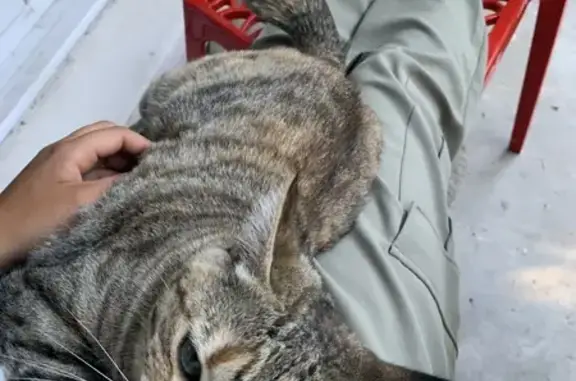 Chat perdu, Le Bouscat, photo: Chatte Yabani perdue au Bouscat
