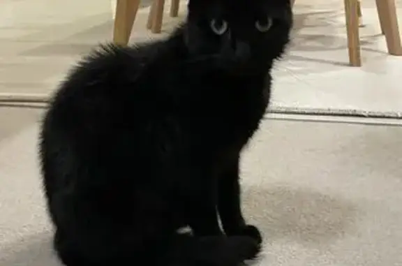 Found: Friendly Black Kitten in Canterbury!