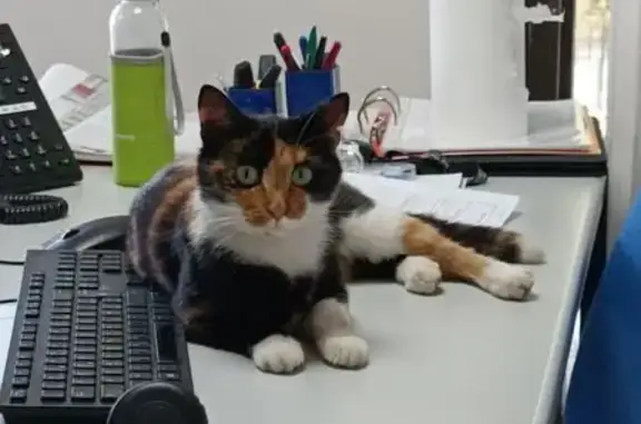 Animaux perdus Les Pennes-Mirabeau, photo: Chatte perdue aux Pennes-Mirabeau