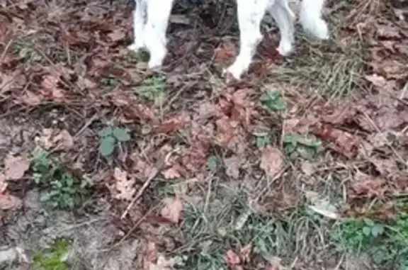 Chien noir et blanc perdu à Larrivière - photo