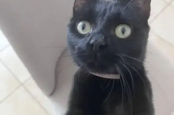 Animaux perdus Saint-Hilaire-de-Riez, photo: Chaton noir Médusa perdu