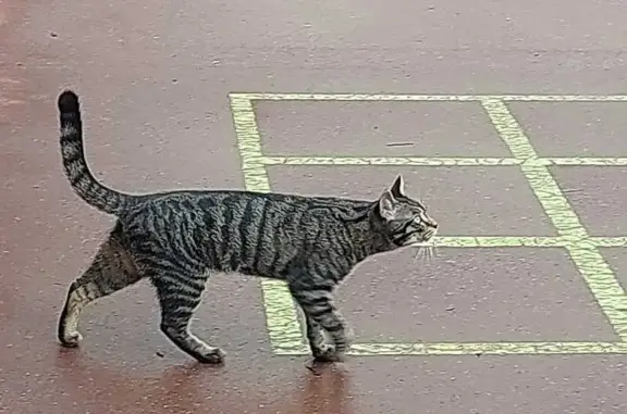 Chat perdu retrouvé à Versailles - photo