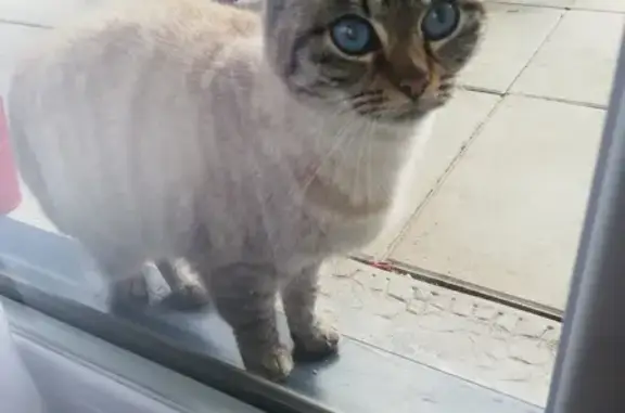 Chatte trouvée à Redon, non pucée - photo