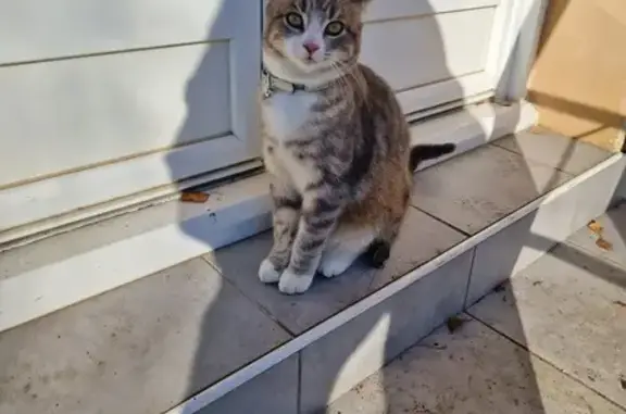 Chat gris-blanc perdu à Cheyssieu - photo