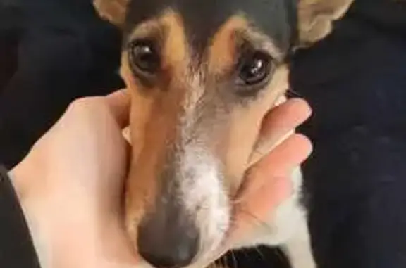 Animaux perdus Niort, photo: Alerte: Chienne tricolore perdue
