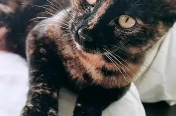 Animaux trouvés Issoire, photo: Chaton Prométhée perdu à Issoire