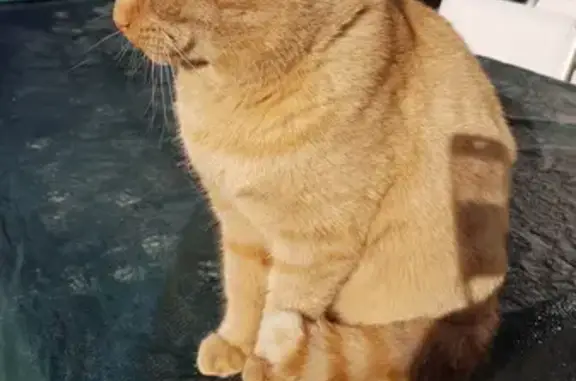 Chat roux trouvé à Valencisse - photo