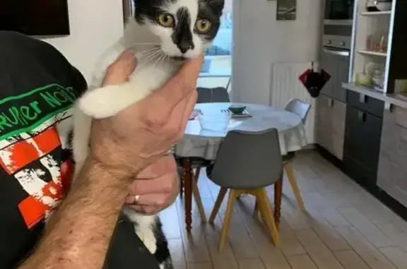 Chaton noir/blanc doux trouvé - photo