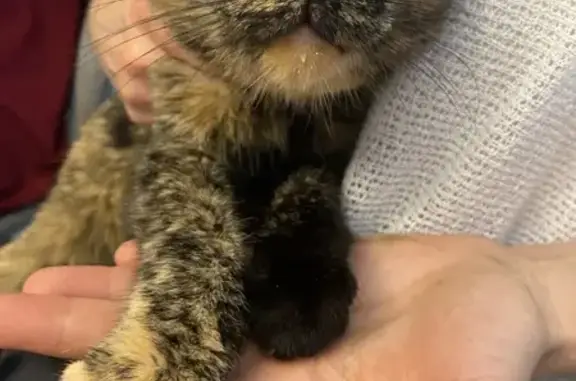 Chat maigre et câlin trouvé - photo