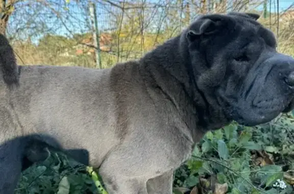 Chien errant près d'Airbus Marignane - photo