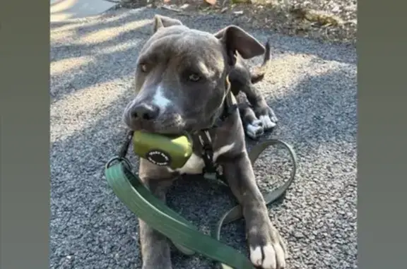 Chiot perdu au Mont Baou, Toulon - photo