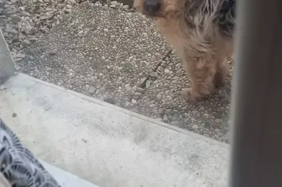 Chien perdu, oreille cassée, Genlis - photo