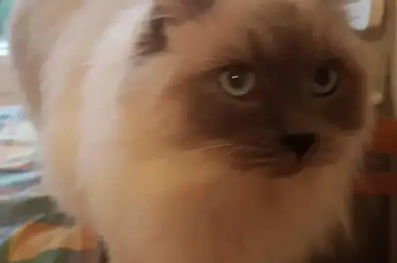 Animaux trouvés Lambersart, photo: Chat recueilli à Lambersart