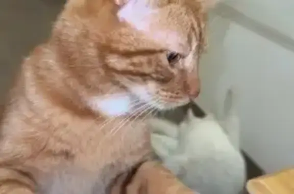Chat perdu, Le Beausset, photo: Chat roux Simba disparu au Beausset
