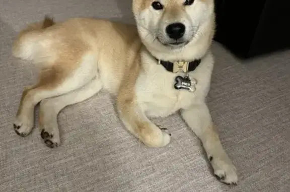Animaux perdus Ludres, photo: Poco, Shiba Inu perdu à Ludres