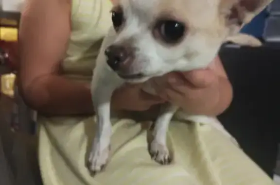 Chihuahua blanc-marron perdu - photo