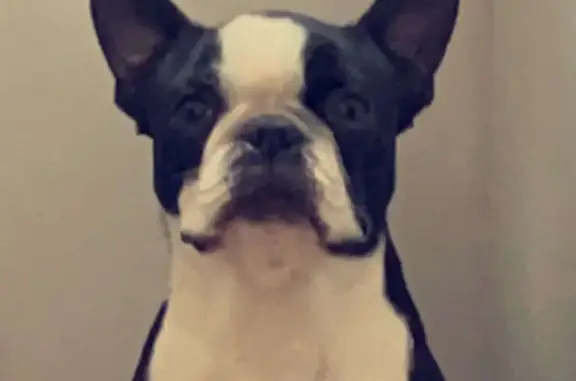 Chien perdu Mouchard, photo : Chien Boston terrier perdu à Mouchard