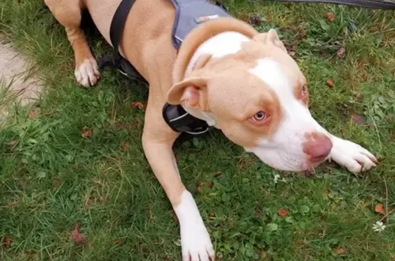 Chien perdu retrouvé à 17h - photo