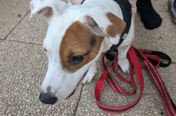 Chien trouvé Pouilly-sous-Charlieu, photo: Jack Russell mâle trouvé sans collier
