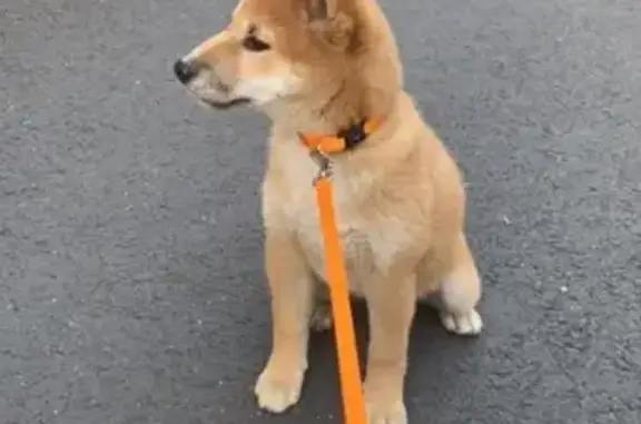 Chien perdu Chamalières, photo : Perdue: Shiba femelle, 5 mois