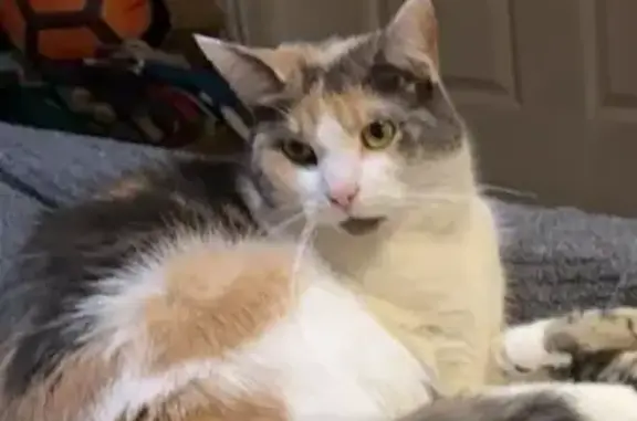 Lost Calico Cat in Picton - Help Find Toffee!