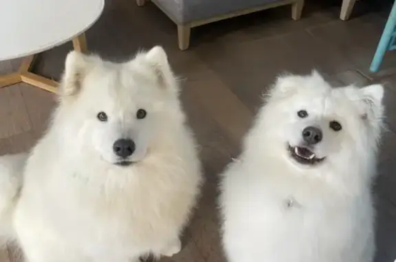 Lost White Samoyed with Floppy Ear - Help!