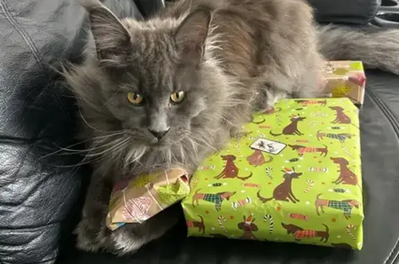 Lost Grey Mainecoon Cat in City Of Swan!