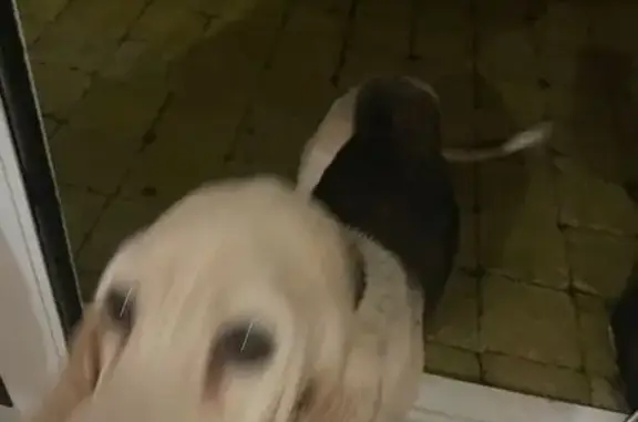 Chien perdu: Basset femelle âgée - photo