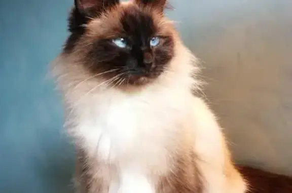 Chat perdu, , photo: Perdue: Chatte Birmane, pucée, Roquefort