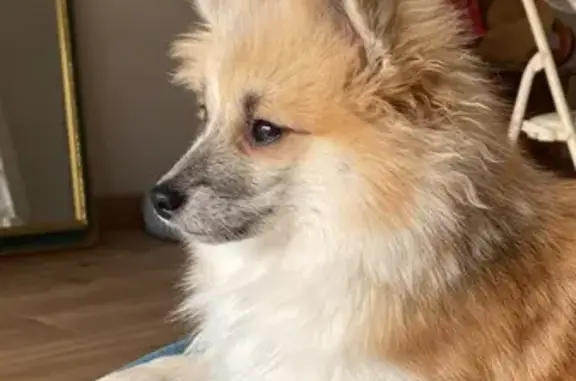 Chien perdu La Teste-de-Buch, photo : Urgent: Spitz Ugo perdu - Pucé