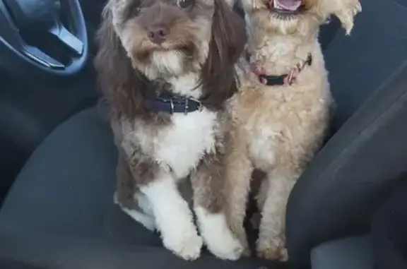 Help Find Our Stolen Cavoodles - Act Now!