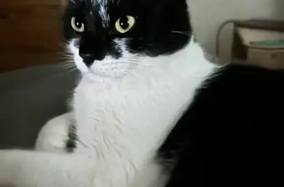 Animaux perdus Choisy-au-Bac, photo: Aeko, Chat Perdu - 24/12 Soirée