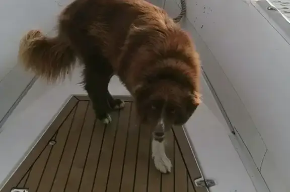 Chien perdu Montbazon, photo : Chienne croisée perdue à Montbazon