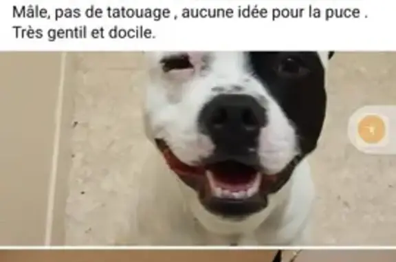 Chien perdu à Bonneterre retrouvé - photo