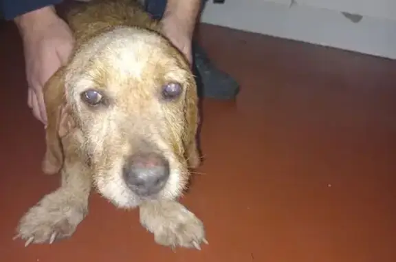 Chiot retrouvé à Gourlizon - photo