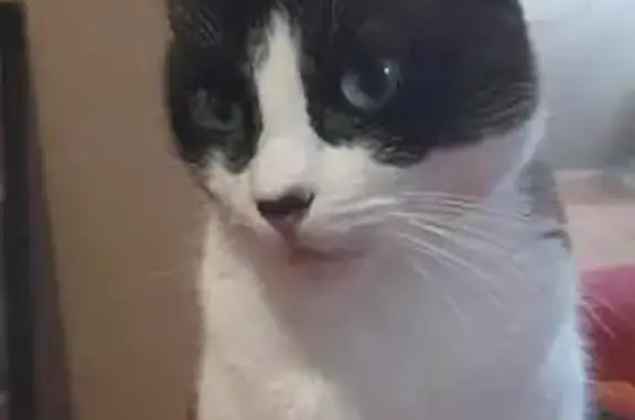 Missing cat , photo: Lost Cat Alert: Grey & White Male - Ipswich