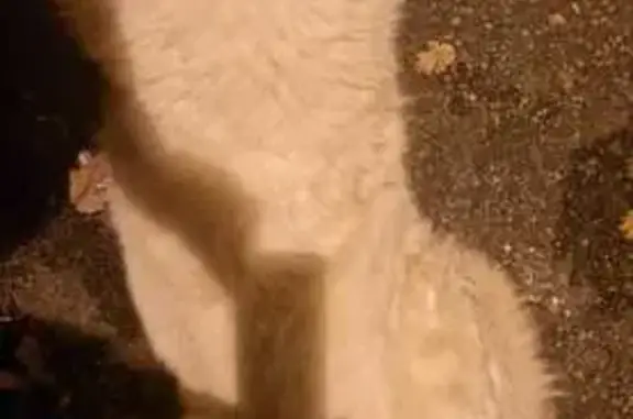 Chien berger blanc blessé trouvé - photo