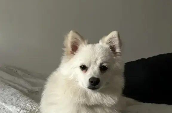 Chien perdu La Garenne-Colombes, photo : Appel: Spitz blanc perdu - La Garenne