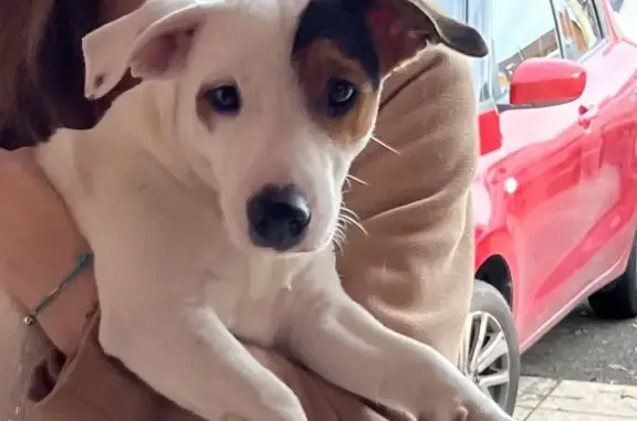 Jack Russell jeune trouvé à Aibre - photo