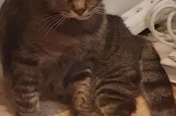 Animaux perdus Saint-Aunès, photo: Chatte grise borgne perdue à Saint-Aunès