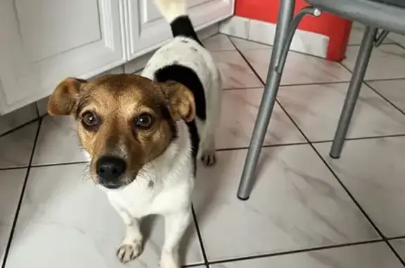Jack Russell tricolore trouvé - photo