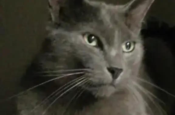 Chat perdu, Le Mans, photo: Chat gris aux yeux verts perdu
