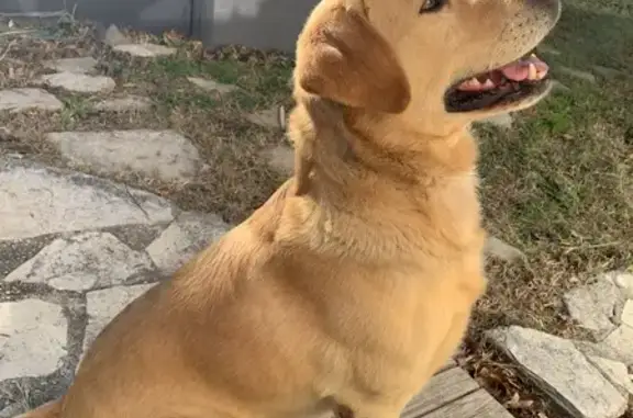 Labrador sable perdu à Aubagne - photo