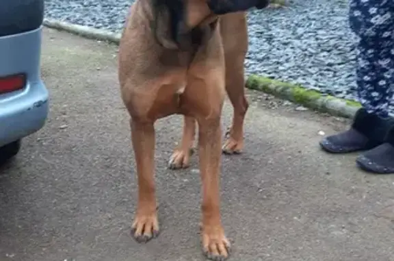 Chien trouvé , photo: Chienne sauvée près de l'EHPAD
