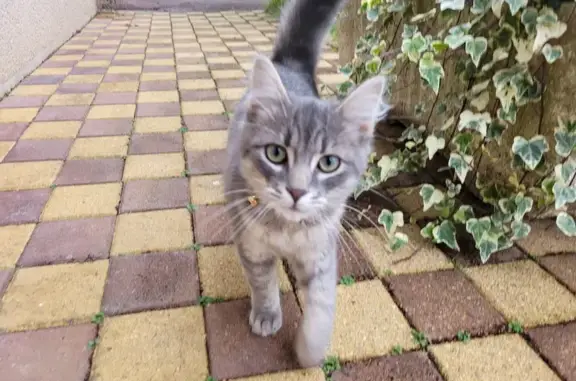 Chaton angora gris perdu - Changé - photo