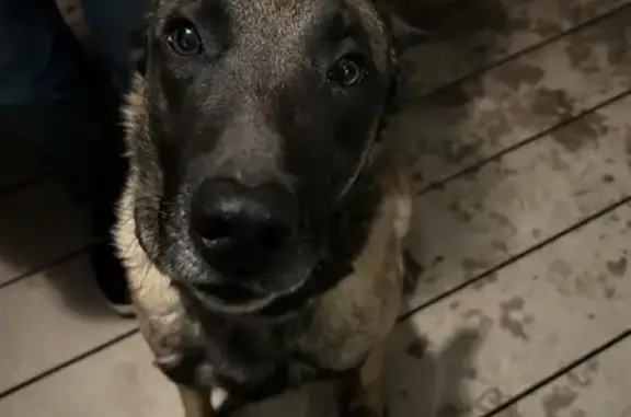 Malinois perdu retrouvé à Saint-Jeoire - photo