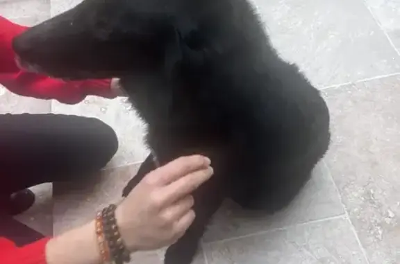 Chien perdu à Bonson, urgent! - photo