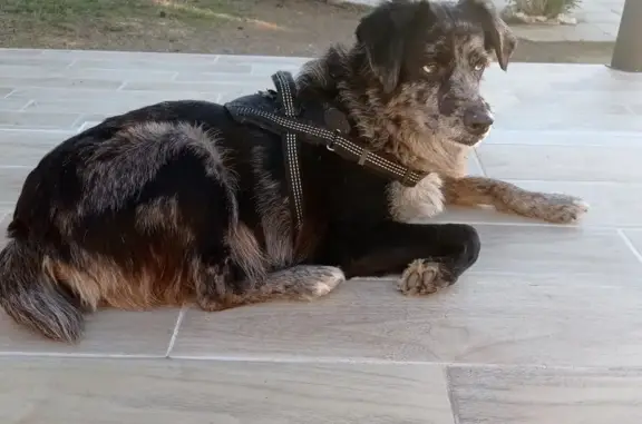 Chien trouvé: femelle, Les Angles - photo