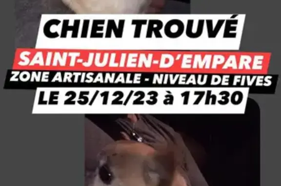 Chien crème perdu à Saint-Julien - photo